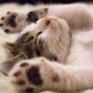 Meet your Posher, Cynthia